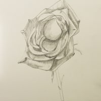 Rose II