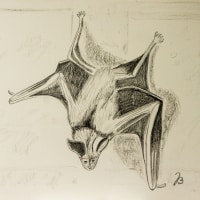 Bat on the wall