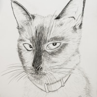 Siamese Cat