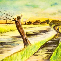 540302  Kopfweide * Pollard Willow1